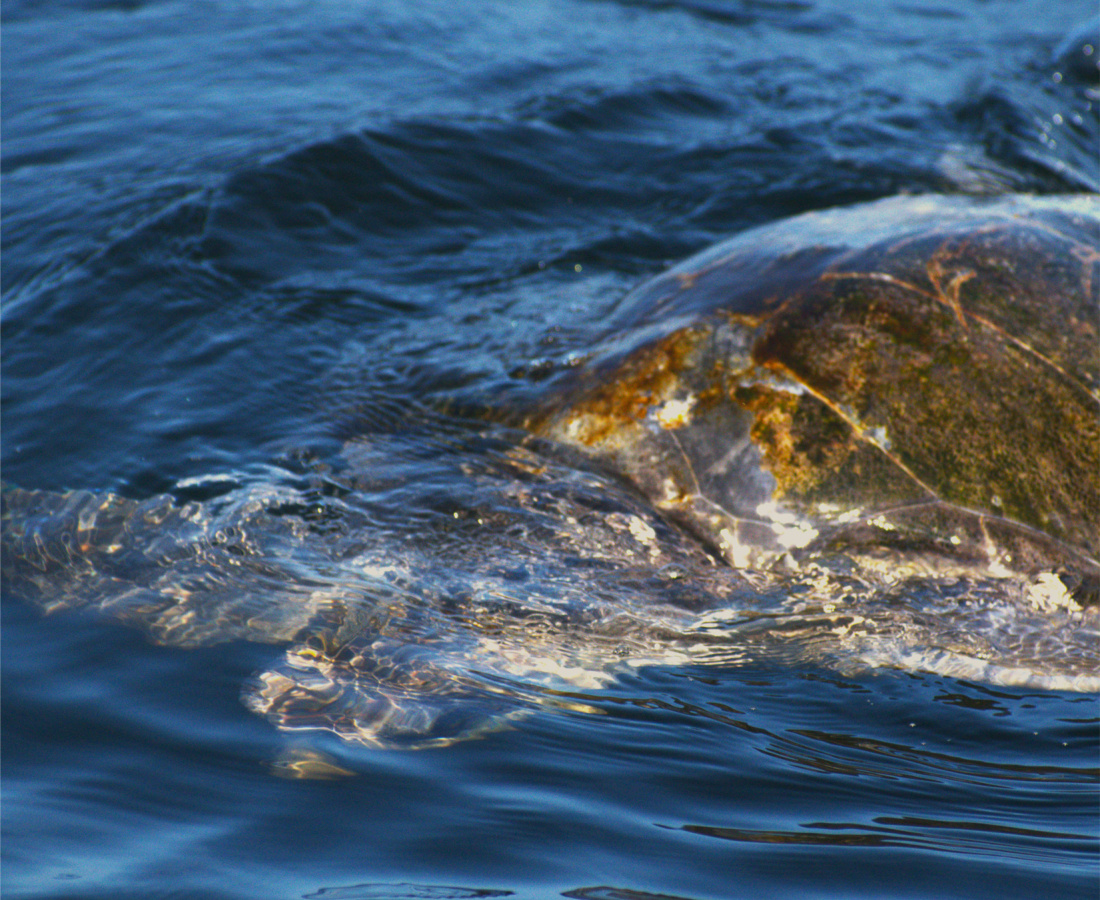 Tortugas marinas en mar abierto 