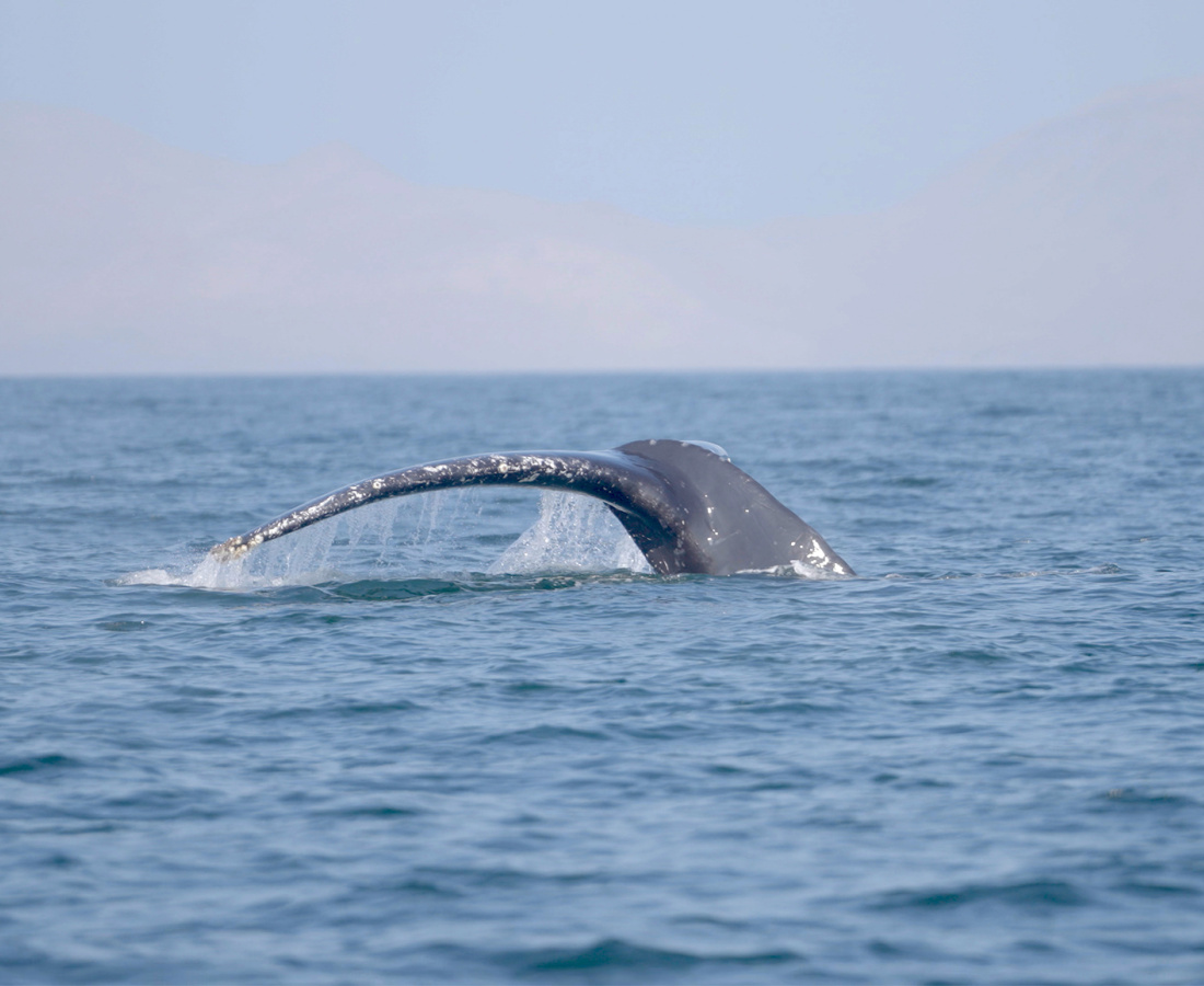 Ballena entrando al fondo del mar