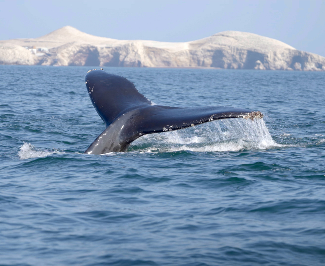 Ballena sumergiéndose en el océano