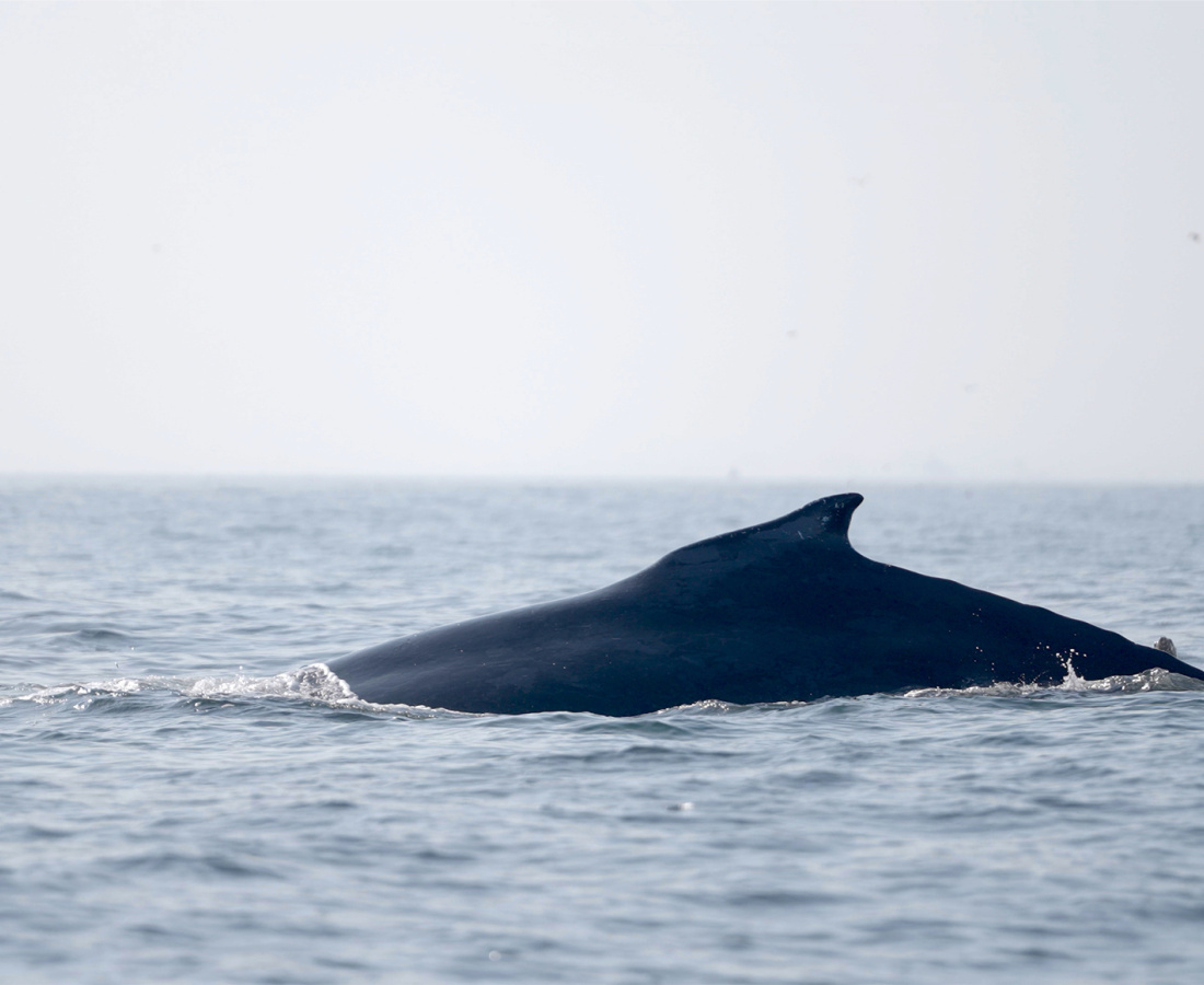 Ballena desplazándose en el mar