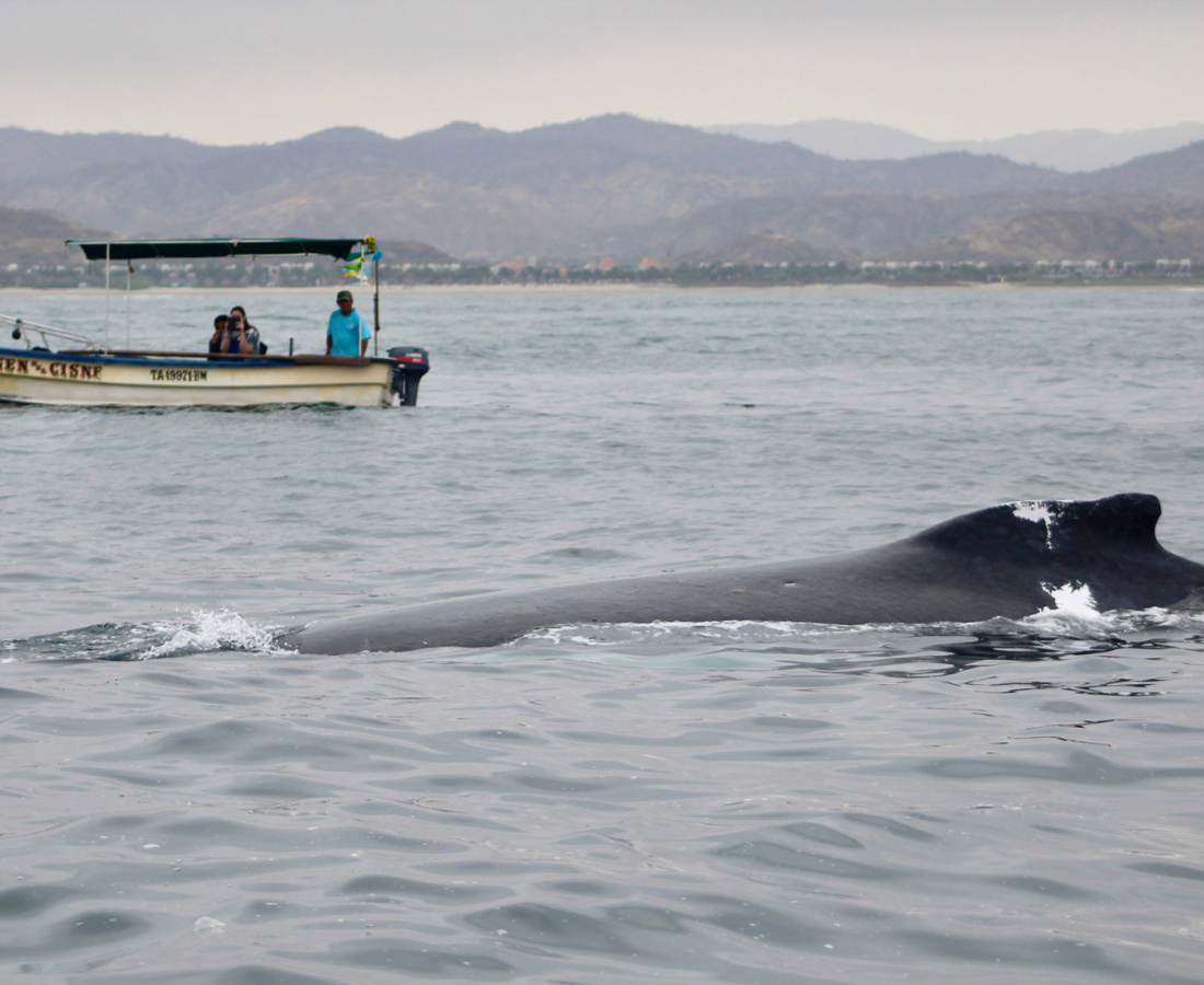 Ballena jorobada Megaptera novaeangliae - Los Órganos - Reserva Nacional Mar Tropical de Grau