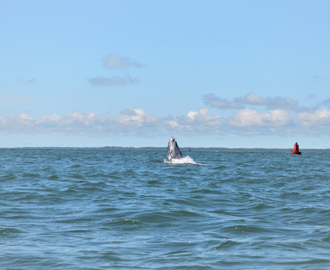 Ballenato saltando al frente de Isla Palma en Bahia Malaga, Buenaventura, Colombia