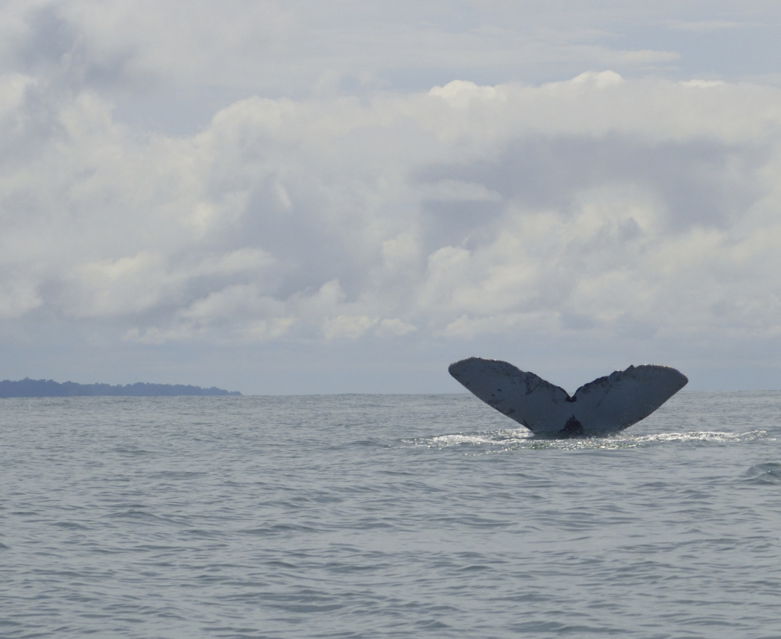 Ballena jorobada mostrando su cola con Isla Palma de fondo en Uramba Bahia Malaga, Buenaventura, Colombia