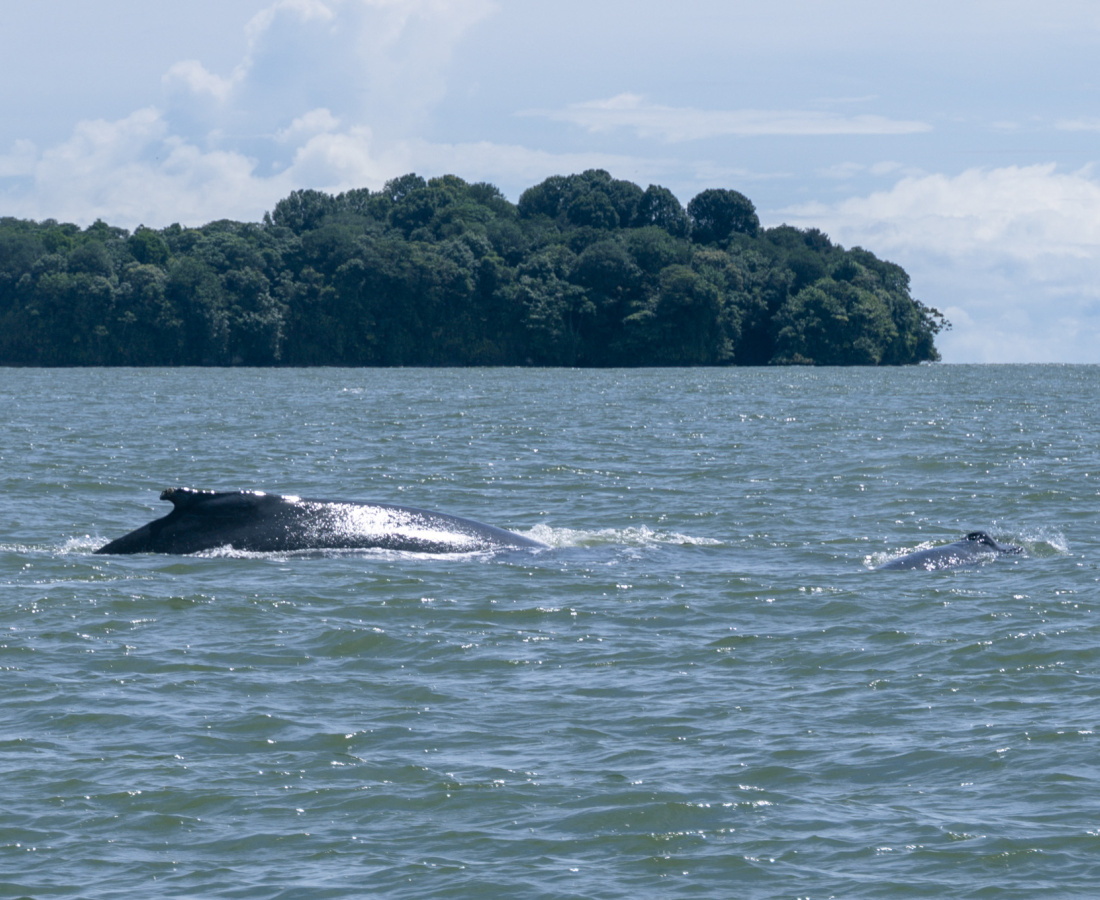 Madre navegando con cria al frente de Isla Palma en Uramba Bahia Malaga, Buenaventura, Colombia 