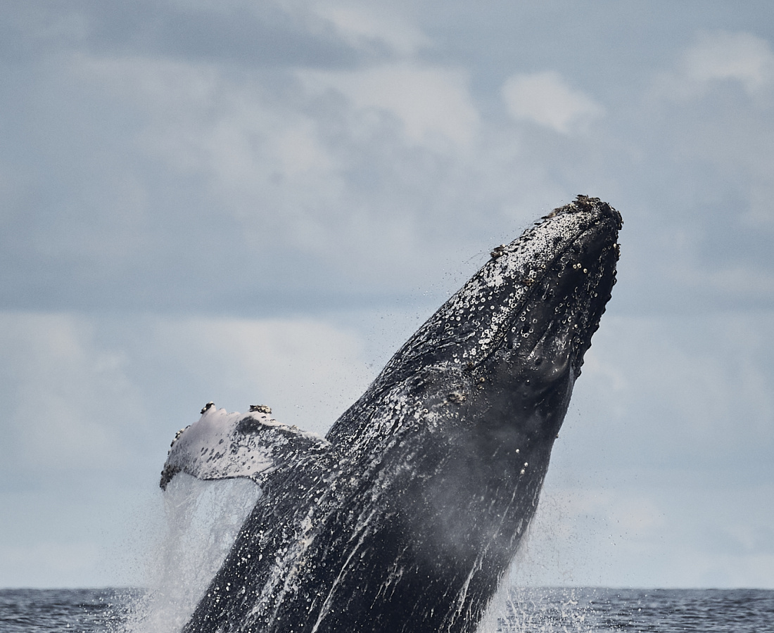 Una mañana al inicio de temporada, salimos en busca de ballenas y nos sorprende este juvenil súper activo con varios saltos