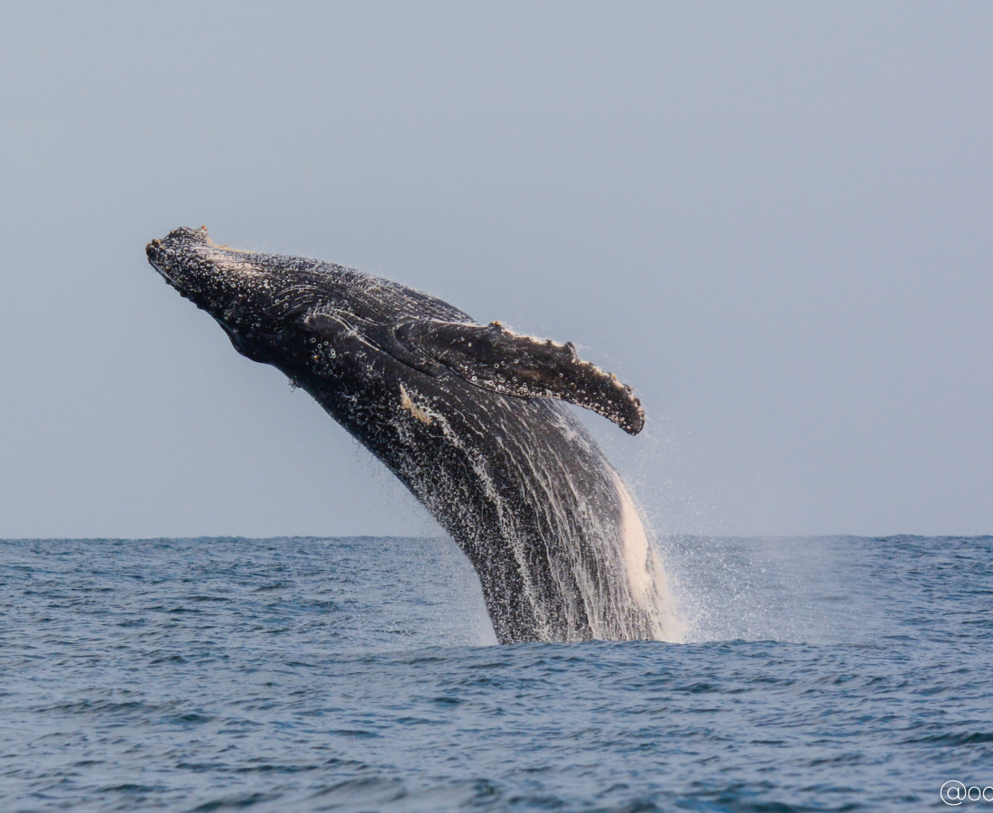 Ballena jorobada saltando - Megaptera novaeangliae