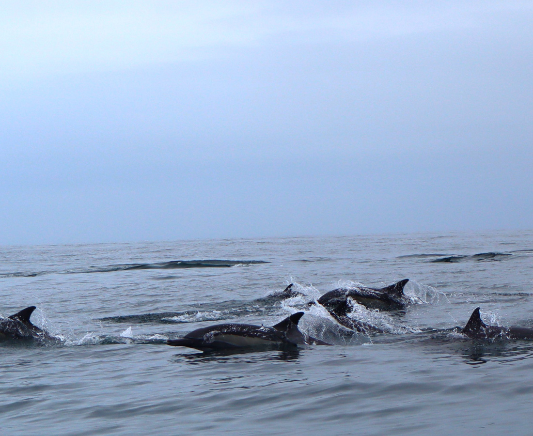 Delfín común