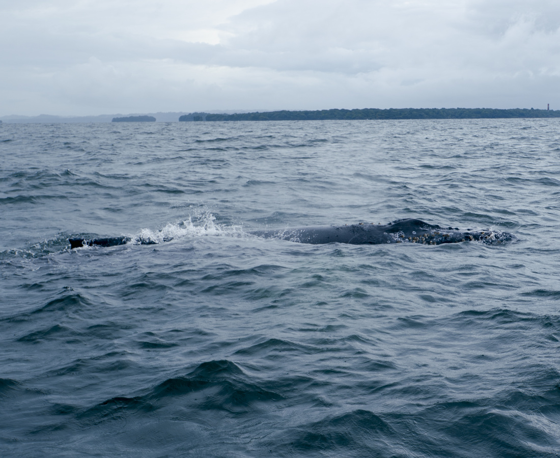 Espiraculo y aleta dorsal de ballena jorobada en Bahia Malaga, Buenaventura, Colombia