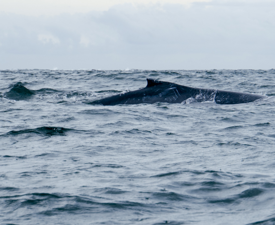 Ballenato navegando con fuerte oleaje en Uramba Bahia Malaga, Buenaventura, Colombia