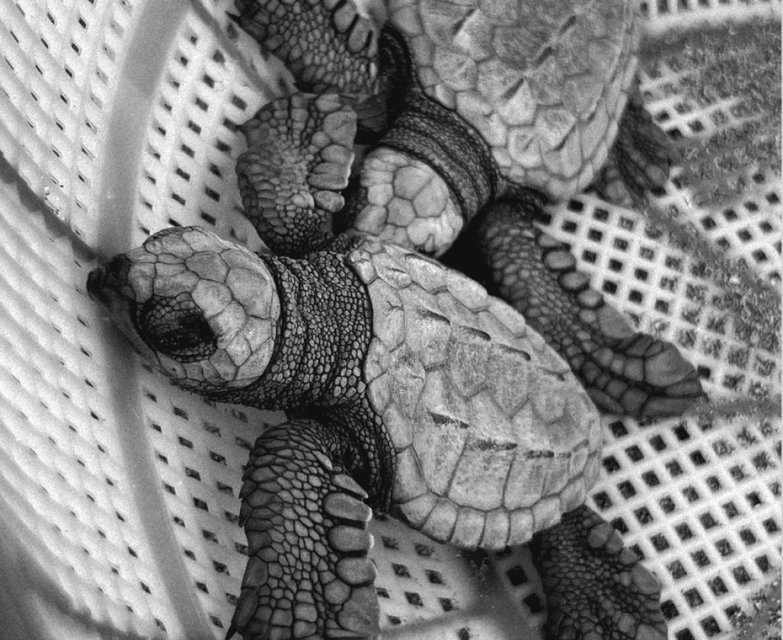 Neonatos de Tortuga Golfina (Lepidochelys olivacea)