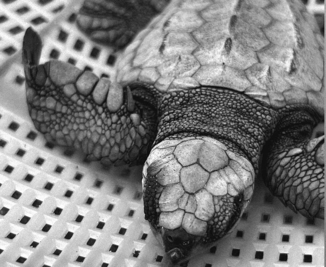 Neonato de Tortuga Golfina (Lepidochelys olivacea)