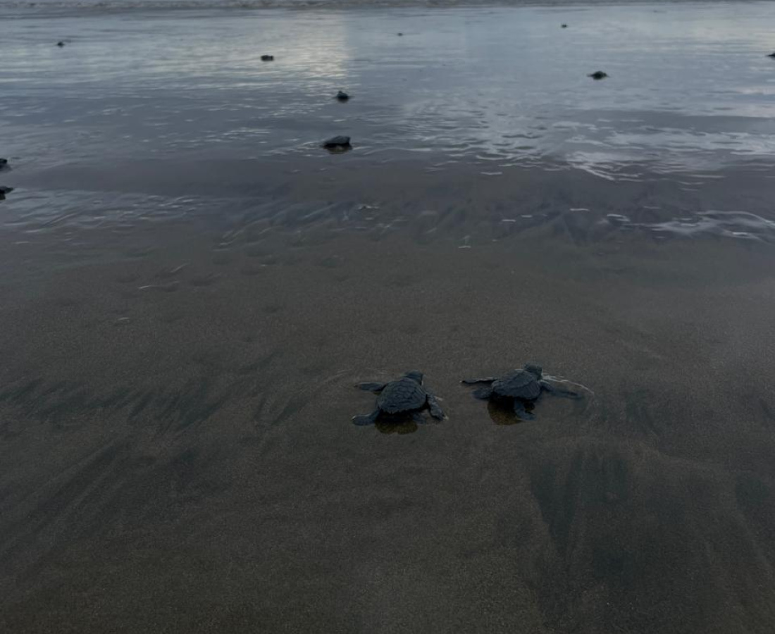 Neonatos de Tortuga Golfina (Lepidochelys olivacea)