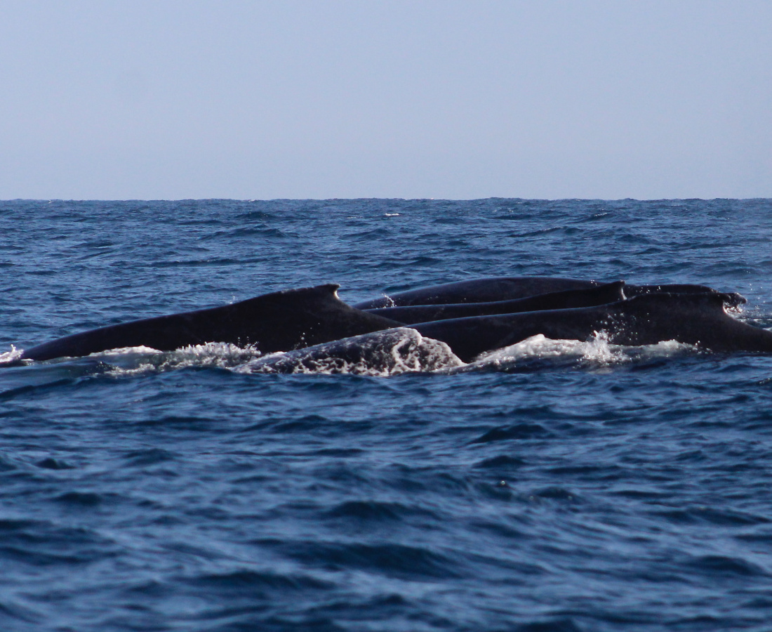 Grupo de competencia de ballenas jorobadas