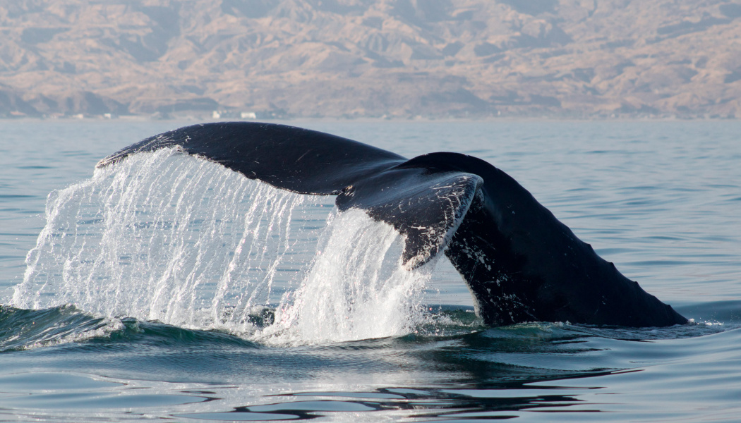 Avistamiento de ballena- Perú 