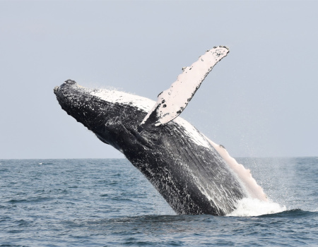 Avistamiento de ballena- Perú 