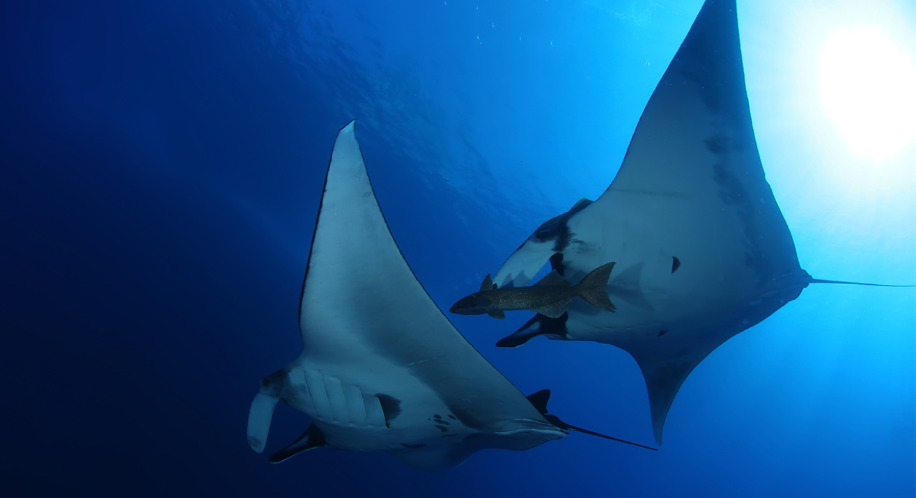 Mantarraya