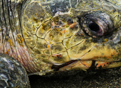 Tortuga lora (Lepidochelys olivacea) con un anzuelo en su boca. Fotografía tomada en el Refugio Nacional de Vida Silvestre Ostional
