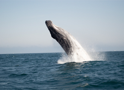 Ballena jorobada en mar abierto 