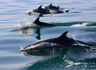 Delfín moteado pantropical