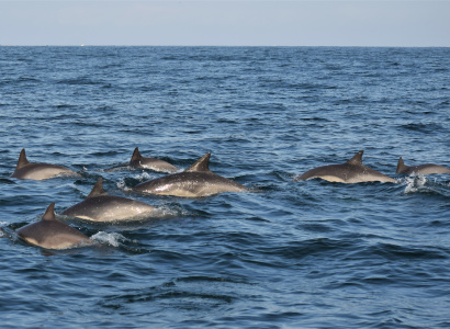 Individuos delfín común en mar abierto 