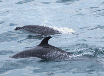 Individuos delfín moteado pantropical en mar abierto 