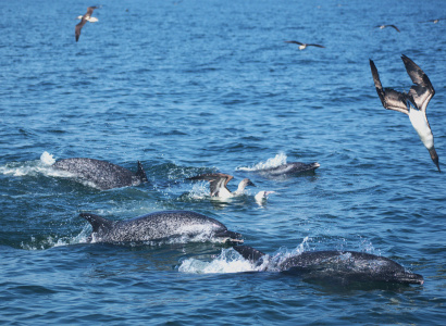 Individuos delfín moteado pantropical en mar abierto 