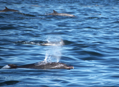 Individuos delfín moteado pantropical en mar abierto 