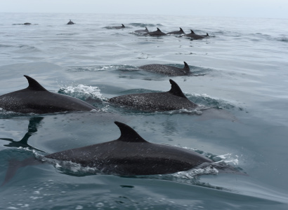 Individuos delfín moteado pantropical en mar abierto 