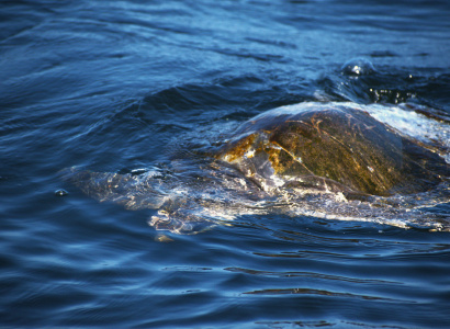 Tortugas marinas en mar abierto 