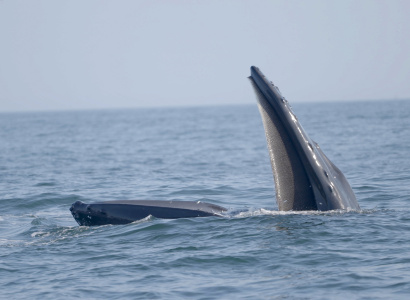 Ballena alimentándose en mar abierto 