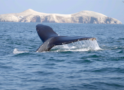 Ballena sumergiéndose en el océano