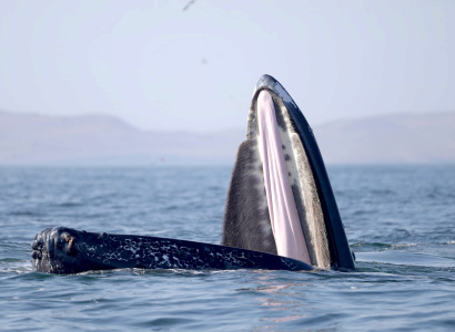 Ballena alimentándose en mar abierto 