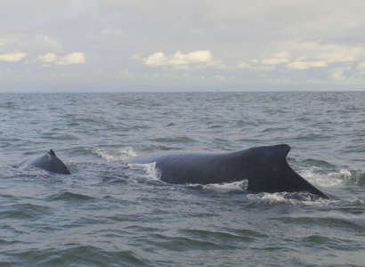 Aletas dorsales de ballena jorobada con cria en Uramba Bahia Malaga, Buenaventura, Colombia