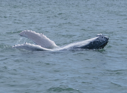 Ballenato jugando en Uramba Bahia Malaga, Buenaventura, Colombia
