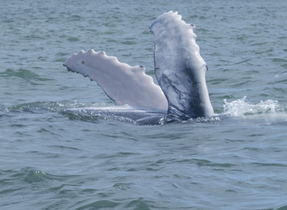 Aletas pectorales de ballenato en Uramba Bahia Malaga, Buenaventura, Colombia 