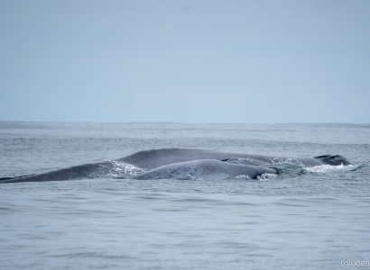 Ballena azul - madre con cría