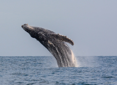 Ballena jorobada saltando - Megaptera novaeangliae