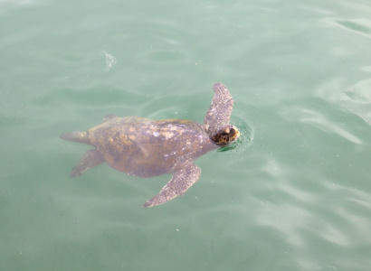Tortuga en el mar