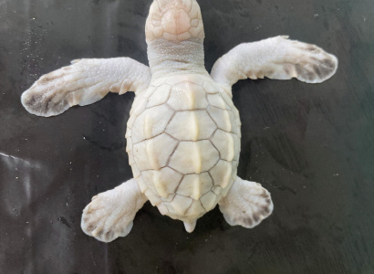 Un neonato de tortuga lora (albina), lamentablemente nace muerta 