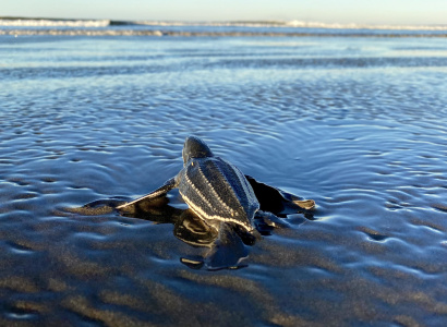 Liberación de Neonato de Tortuga Baula, playa Ostional.