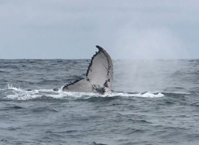 Aleta Caudal de Ballena Jorobada
