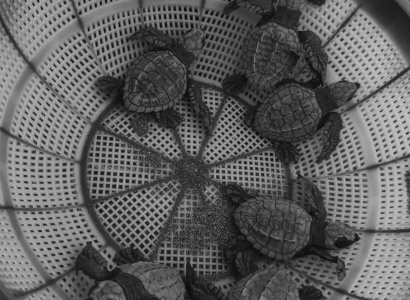 Neonatos de Tortuga Golfina (Lepidochelys olivacea)