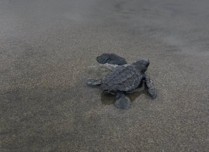 Neonato de Tortuga Golfina (Lepidochelys olivacea)