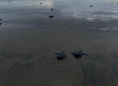 Neonatos de Tortuga Golfina (Lepidochelys olivacea)