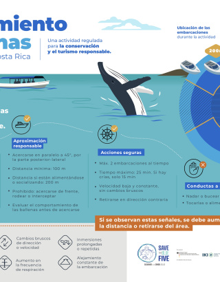 Infografia de avistamiento de ballenas en Costa Rica