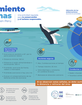 Infografia de avistamiento de ballenas en Perú
