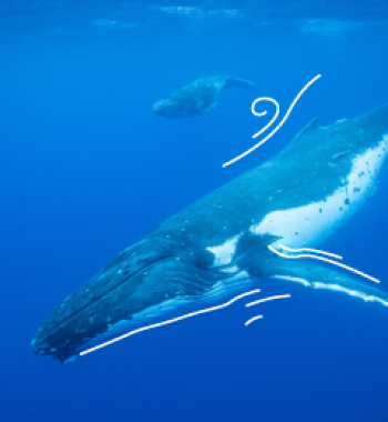 Ballenas