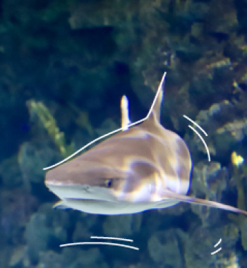 Tiburon