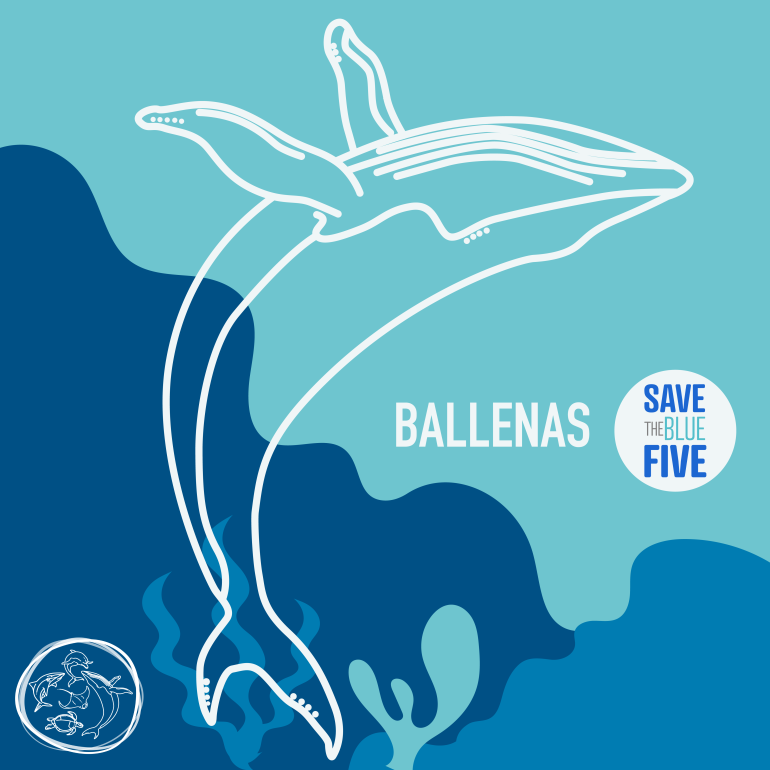 infografía ballena