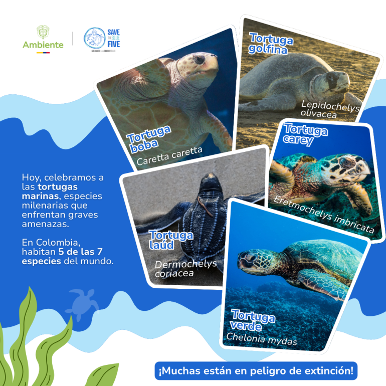 Hoy, celebramos a las tortugas marinas, especies milenarias que enfrentan graves amenazas. En Colombia habitan. 5 de las 7 especies del mundo. ¡Muchas están en peligro de extinción!